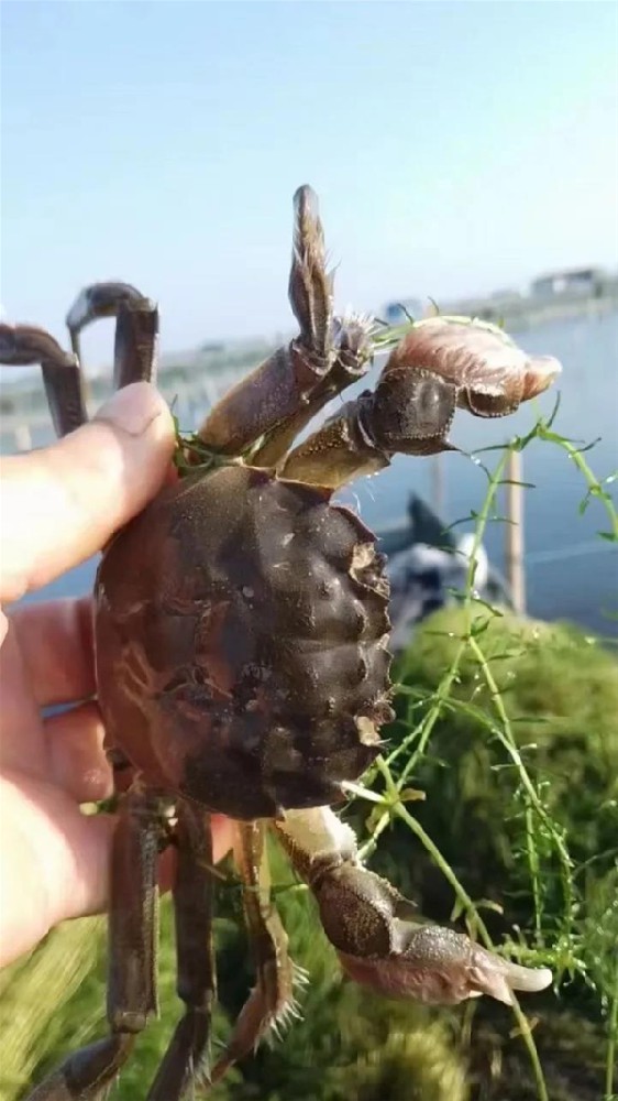 阳澄湖吃大闸蟹哪里好 盘点苏州阳澄湖吃大闸蟹值得去的几个地方